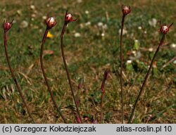Armeria maritima ssp. elongata (zawciąg pospolity wydłużony)