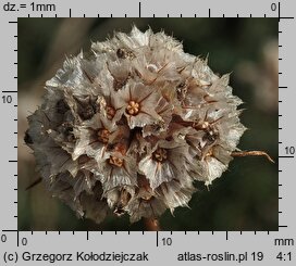Armeria maritima ssp. elongata (zawciąg pospolity wydłużony)