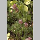 Trifolium (koniczyna)