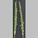 Alopecurus geniculatus (wyczyniec kolankowy)