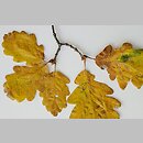Quercus petraea (dąb bezszypułkowy)