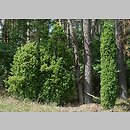 Juniperus communis ssp. communis (jałowiec pospolity typowy)