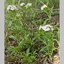 Dianthus barbatus ssp. barbatus (goździk brodaty)