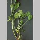 Leucanthemum vulgare ssp. vulgare (jastrun właściwy typowy)