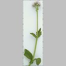 Valeriana simplicifolia (kozłek całolistny)