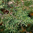 Juniperus ×pfitzeriana (jałowiec pośredni)
