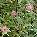 Spiraea japonica (tawuła japońska)