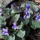 Viola labradorica (fiołek labradorski)