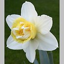 Narcissus Poppeye