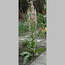 Verbascum ×hybridum (dziewanna ogrodowa)