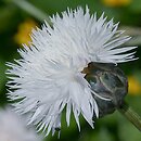 Amberboa moschata (chaber piżmowy)