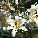 lilie OT - orienpet - orientalne × trąbkowe