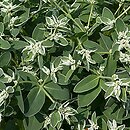 Euphorbia marginata (wilczomlecz obrzeżony)