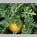 Citrullus lanatus ‘Zloto Wolicy’ (arbuz odm. Złoto Wolicy)