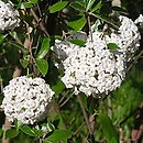 Viburnum ×burkwoodii (kalina Burkwooda)