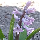 Hyacinthus (hiacynt)