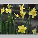 Narcissus tazetta (narcyz wielokwiatowy)