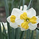 Narcissus Tricolet