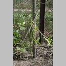 Vigna unguiculata ssp. sesquipedalis (wspięga chińska)