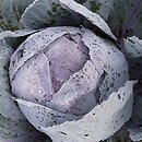 Brassica oleracea var. capitata f. rubra (kapusta warzywna głowiasta czerwona)