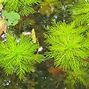 Hottonia palustris (okrężnica bagienna)