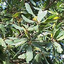 Quercus ×turneri (dąb Turnera)