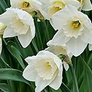 Narcissus Crystal Blanc