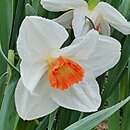 Narcissus Ringo