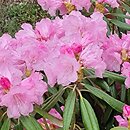 Rhododendron japonoheptamerum var. japonoheptamerum (różanecznik Metternicha)