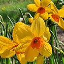 Narcissus Kedron