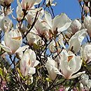 Magnolia ×soulangiana Alba Superba