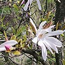 Magnolia ×loebneri Raspberry Fun