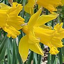Narcissus King Alfred