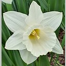 Narcissus Mary Copeland
