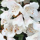 Rhododendron hyperythrum (różanecznik rurkowaty)