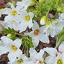 Xanthoceras sorbifolium (kasztanek jarzębolistny)