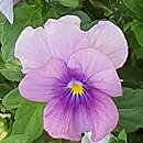 Viola ×williamsii Lavender Pink