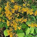 Berberis ×stenophylla (berberys wąskolistny)