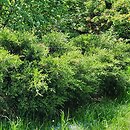 Juniperus ×pfitzeriana Mint Julep