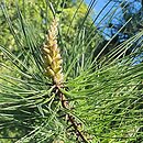 Pinus rigida (sosna smołowa)