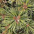 Pinus sylvestris Beuvronensis