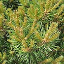 Pinus sylvestris Marosz WB