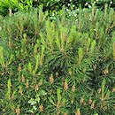 Pinus sylvestris Moseri