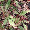 Acer palmatum Marlo