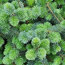 Picea sitchensis Papoose