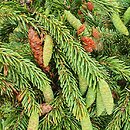 Picea likiangensis (świerk likiangeński)