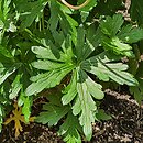 Aconitum hemsleyanum var. hemsleyanum
