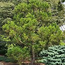 Cryptomeria japonica Hungarian Gold