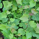 Ampelopsis vitifolia (winnik winoroślowaty)