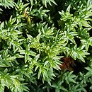 Juniperus procumbens Bonin Isles